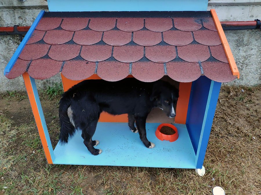 İDO TERMİNALLERİNE KEDİ VE KÖPEK EVLERİ